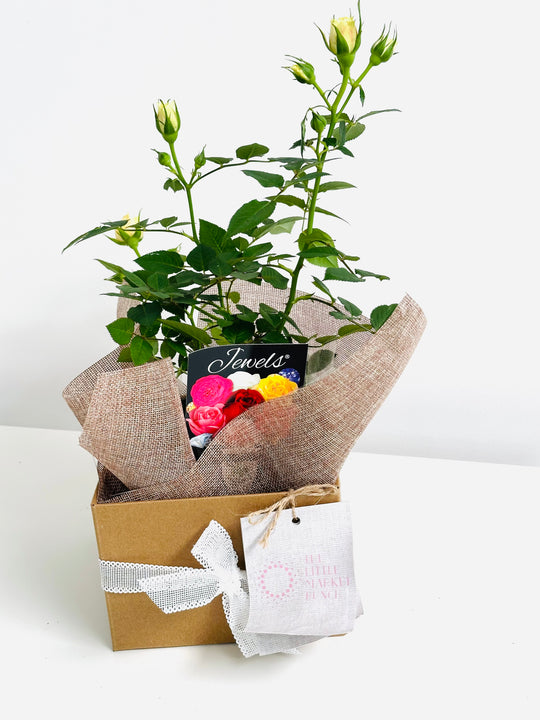 
                  
                    Rose Pot - Assorted Colour
                  
                