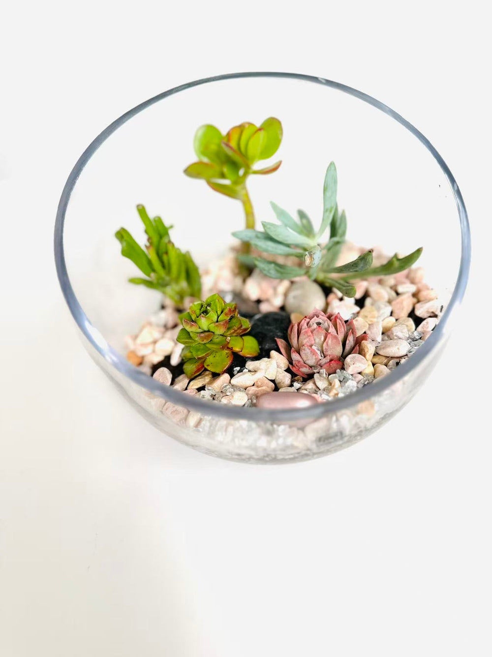 Succulent Glass Bowl