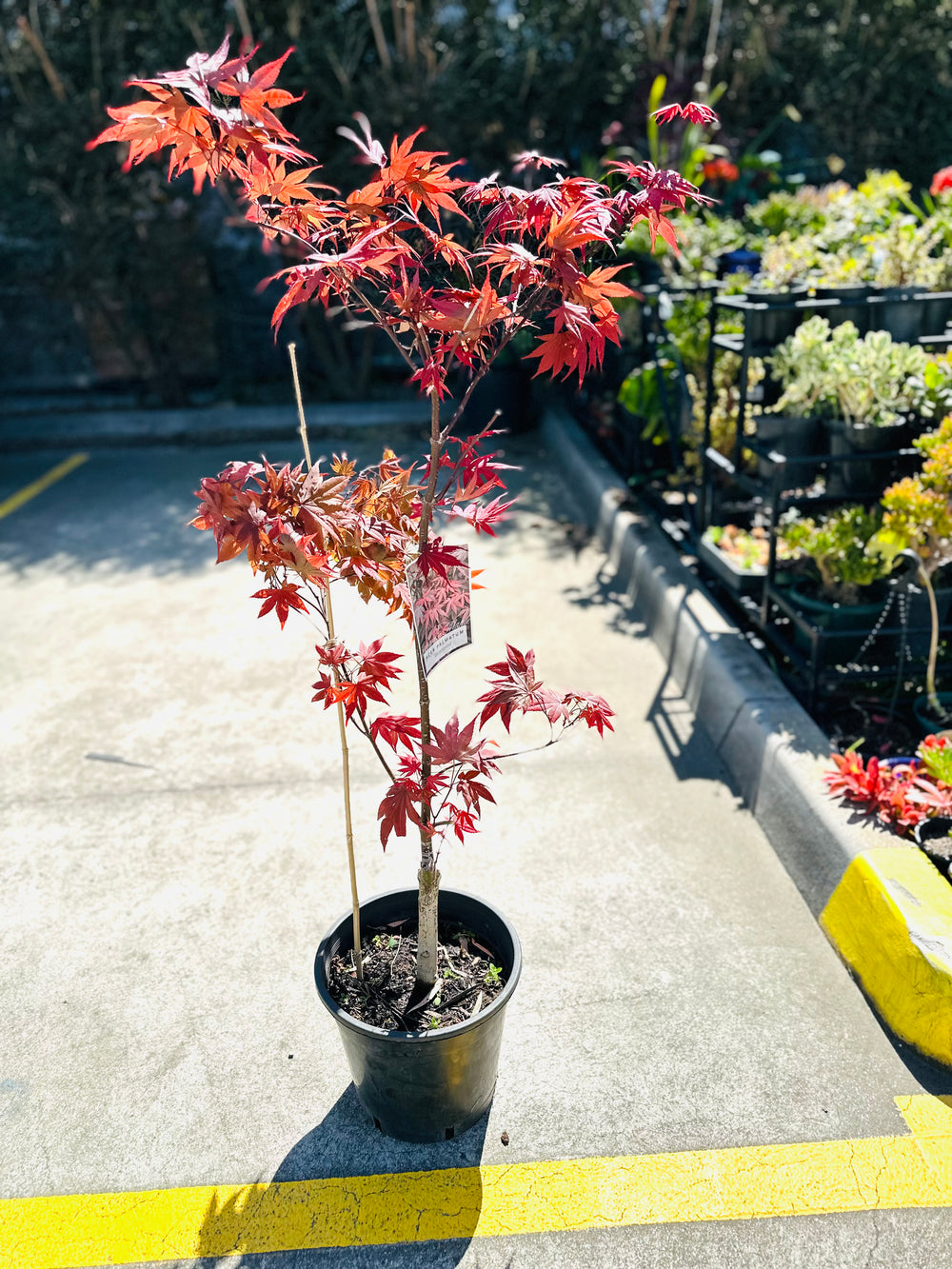 Acer Palmatum Japanese Maple box