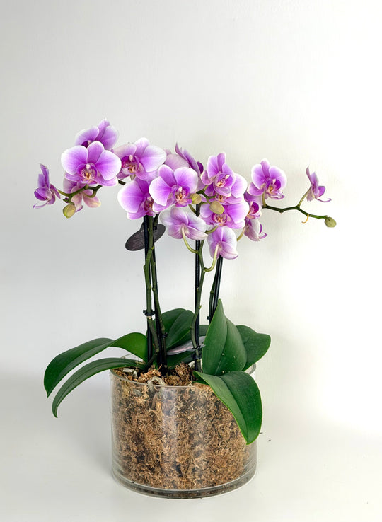 
                  
                    Purple orchid plant in a clear pot on a white background
                  
                