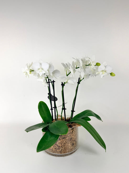 
                  
                    White orchids in a glass vase on a white background
                  
                