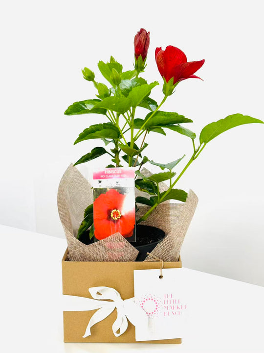 Hibiscus in a brown paper-wrapped pot with the little market bunch label on a white background
