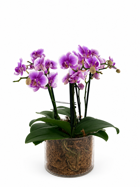 
                  
                    Potted purple orchid plant on a white background
                  
                