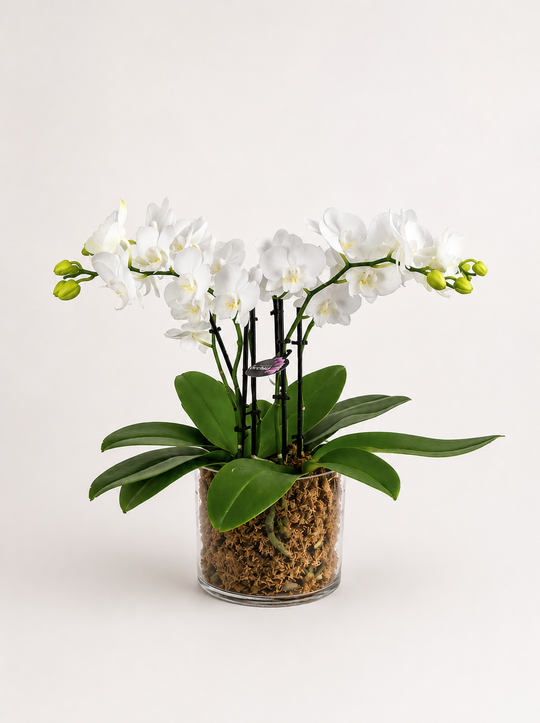 
                  
                    Orchid Pot (White)
                  
                