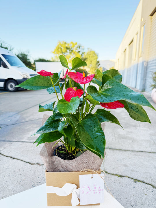 
                  
                    Anthurium
                  
                