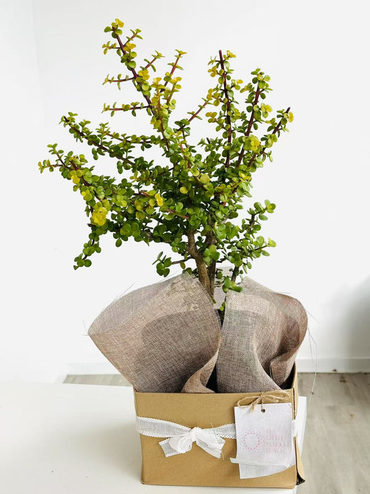 
                  
                    Portulacaria Afra
                  
                