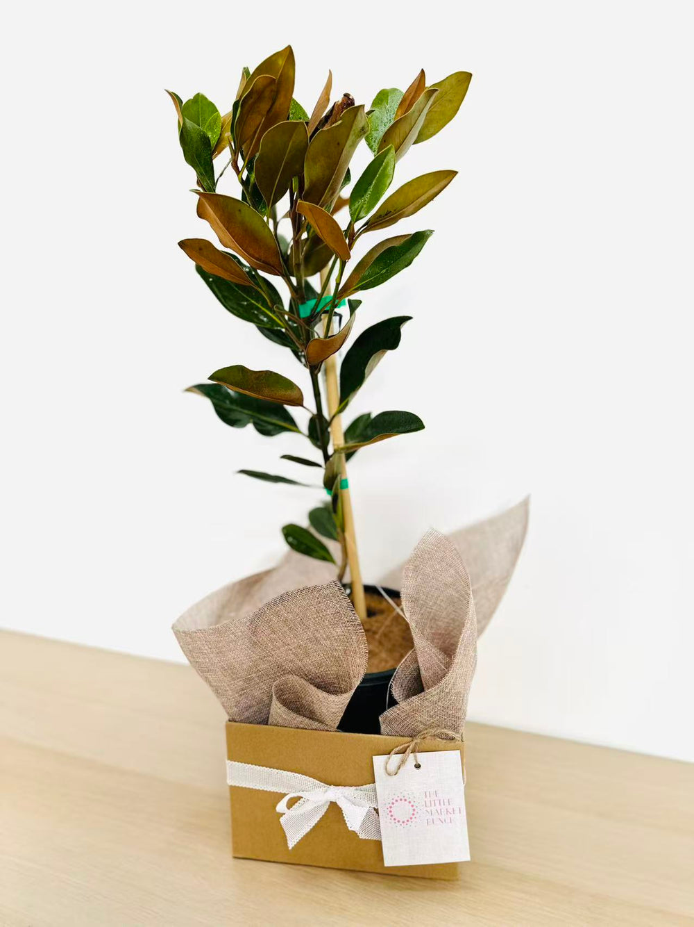 Magnolia