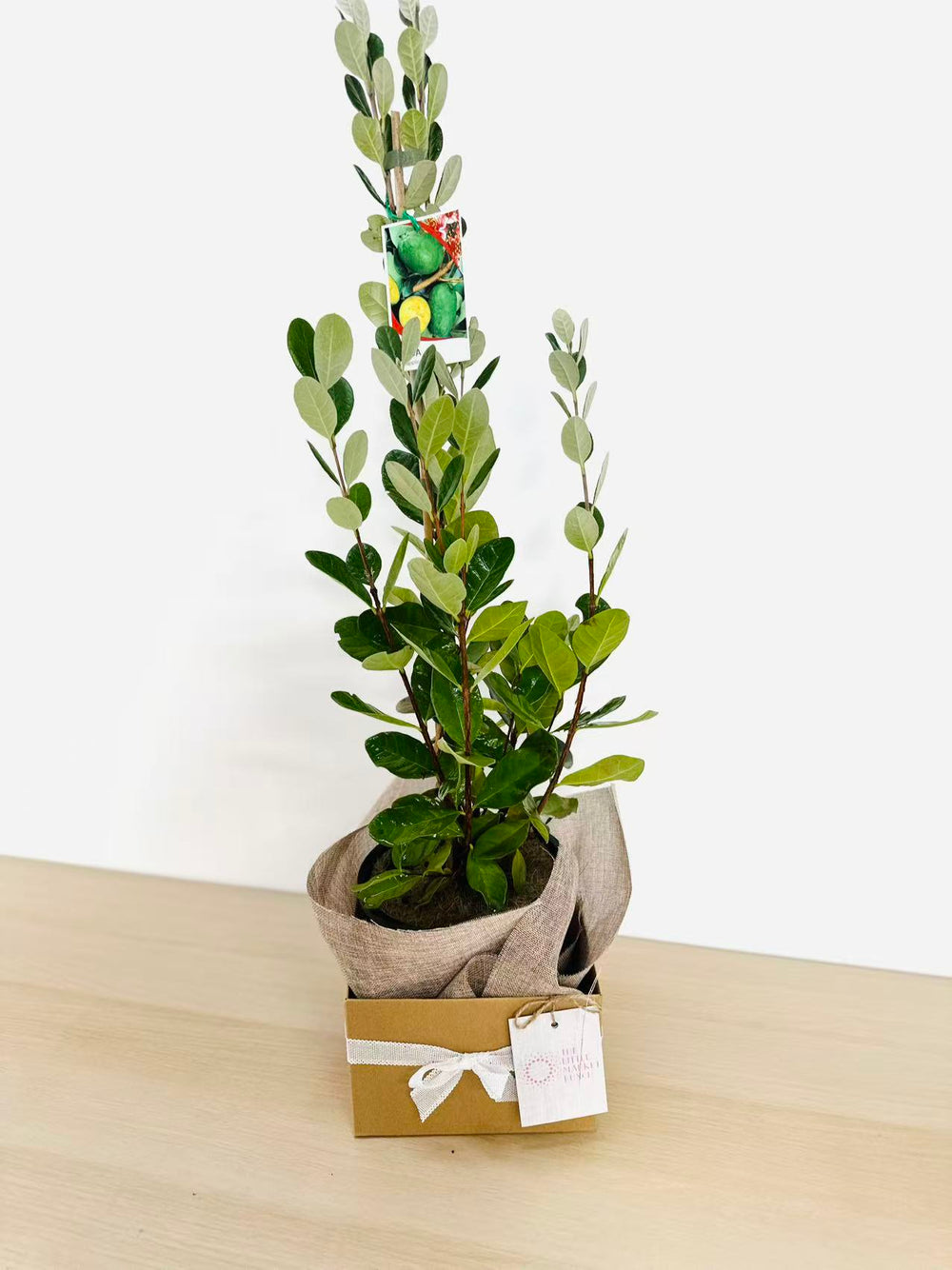 Feijoa