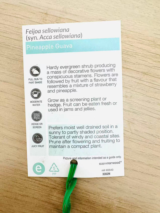 
                  
                    Feijoa
                  
                
