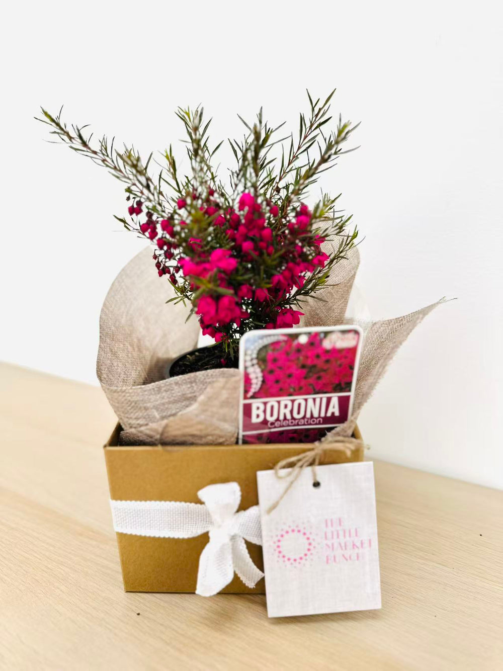 Boronia Hybridge Celebration