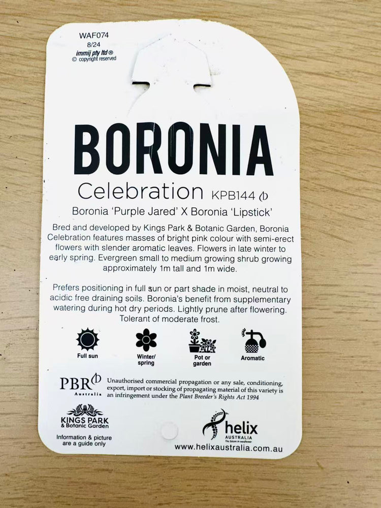 
                  
                    Boronia Hybridge Celebration
                  
                