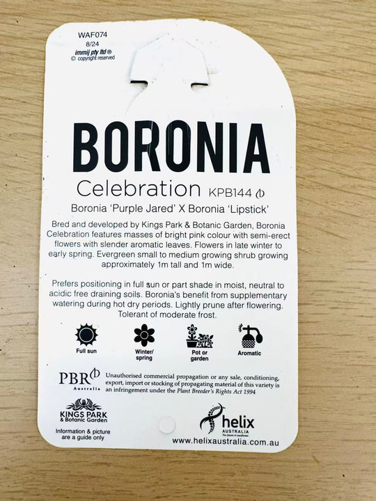 
                  
                    Boronia Hybridge Celebration
                  
                