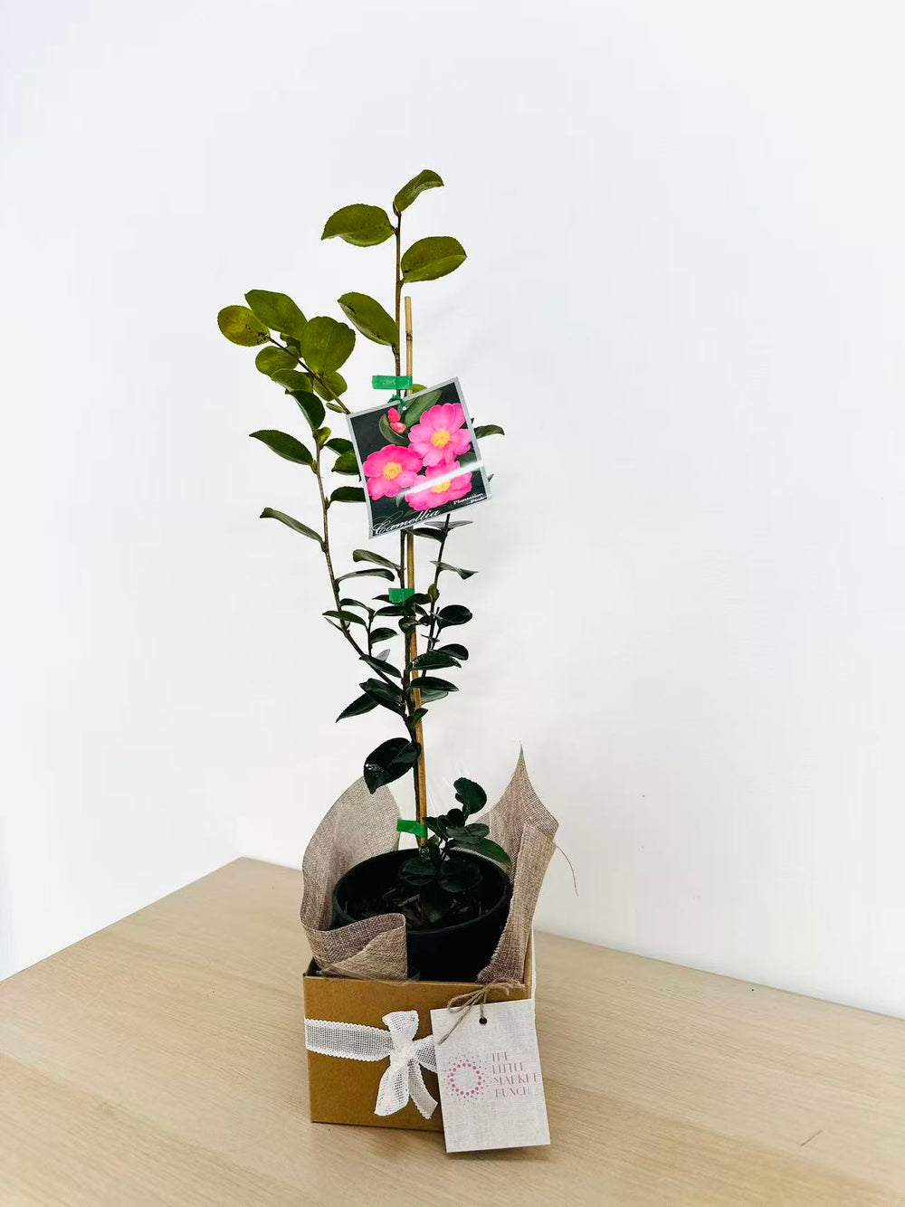 Camellia