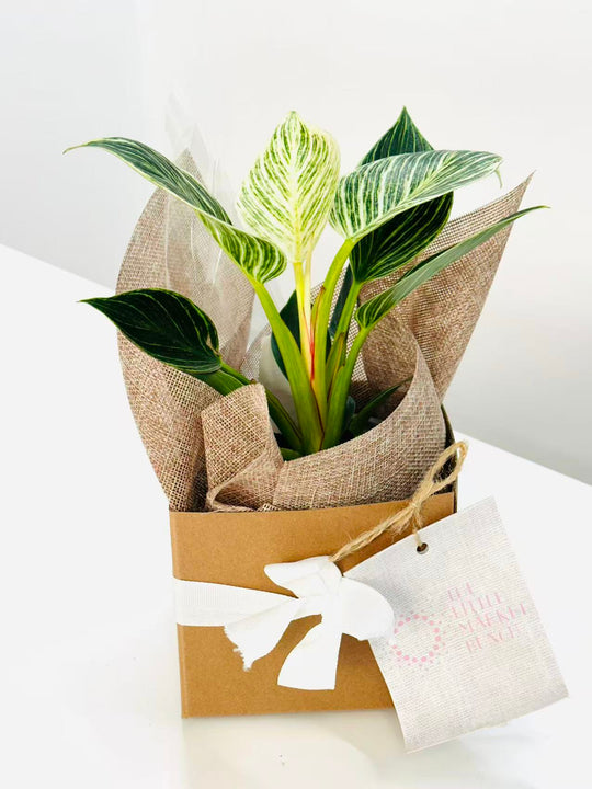 
                  
                    Philodendron hybrida
                  
                