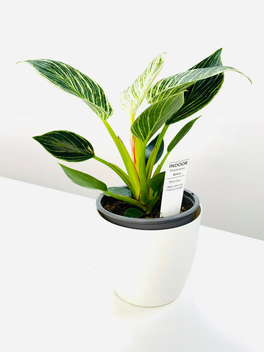
                  
                    Philodendron hybrida
                  
                