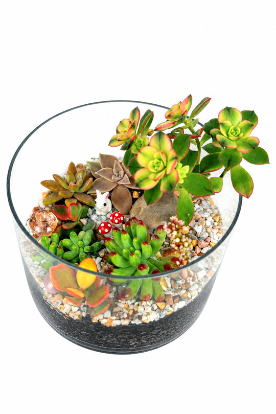 
                  
                    Succulent Glass Bowl
                  
                
