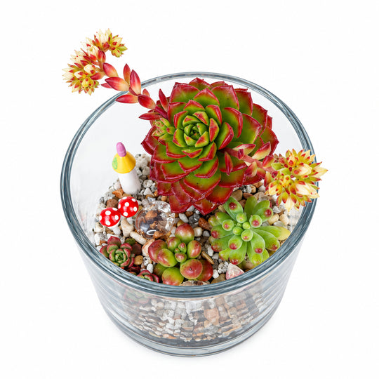 
                  
                    Succulent Glass Bowl
                  
                
