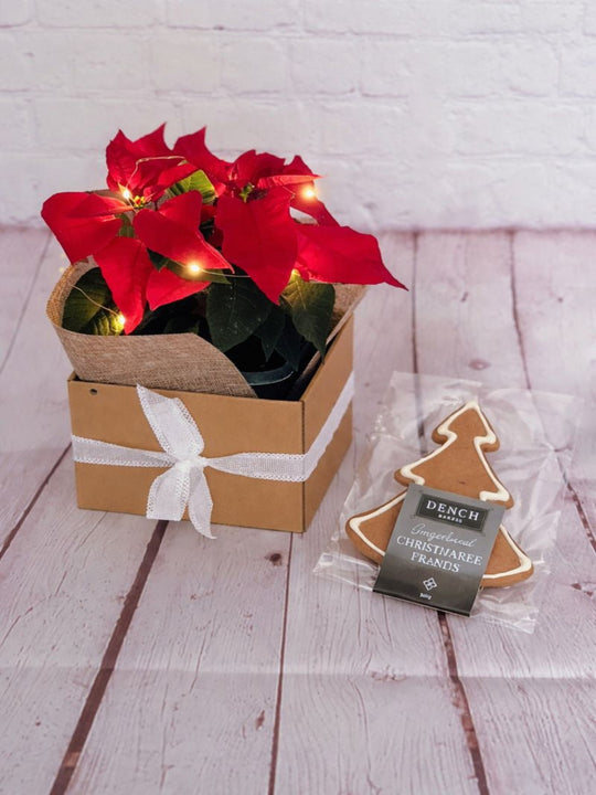 Potted plant with red flowers and lights in a decorative box, next to a cookie-shaped chocolate bar on a wooden surface.