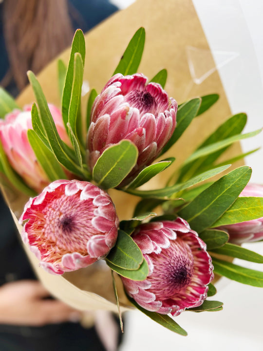 A bouquet of pink and red Protea flowers wrapped in beige paper.