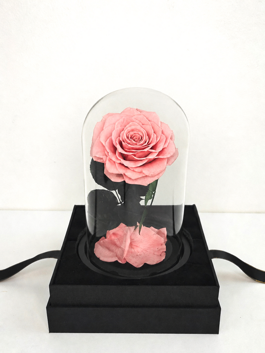 Blush pink rose under a glass dome on a black base with a white background