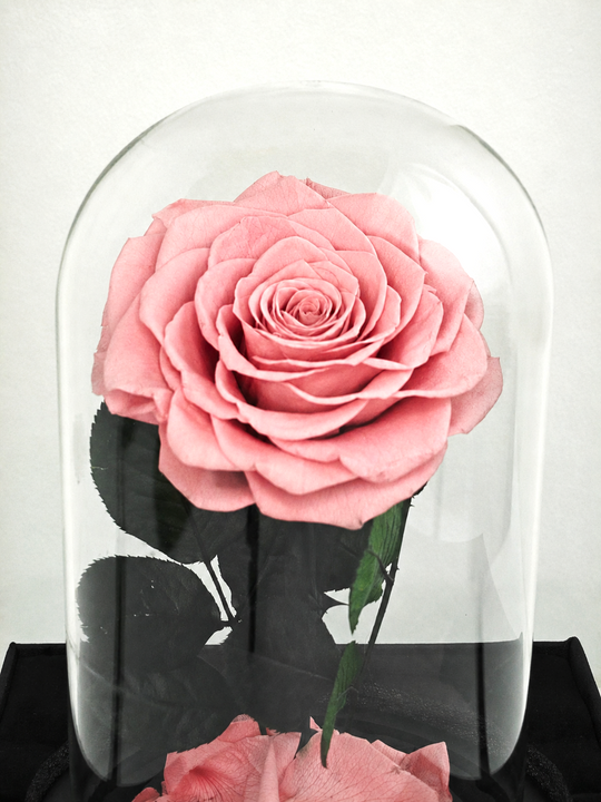 
                  
                    Pink rose under a glass dome on a black base with a white background
                  
                