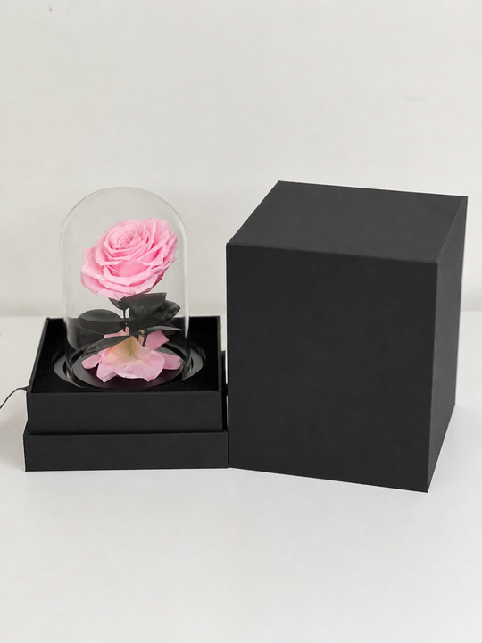 
                  
                    Pink rose in a glass dome inside an open black box on a white background
                  
                