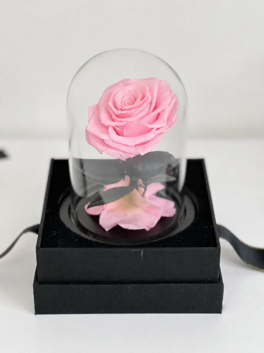 
                  
                    Pink rose inside a glass dome on a black base with a white background
                  
                