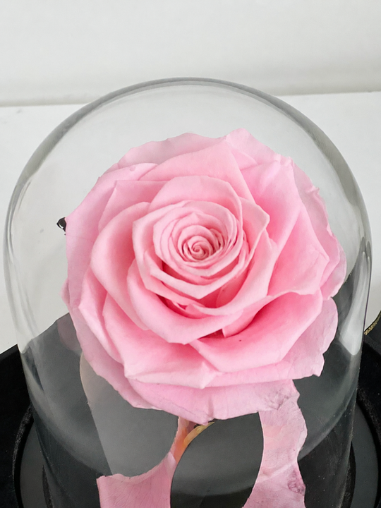 
                  
                    Pink rose under a glass dome on a white background
                  
                