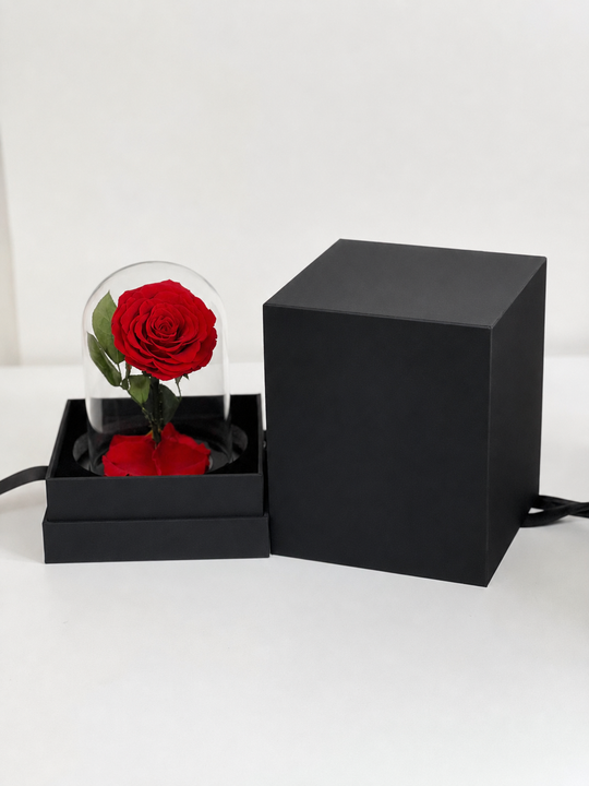 
                  
                    Red rose in a glass dome inside an open black box on a white background
                  
                