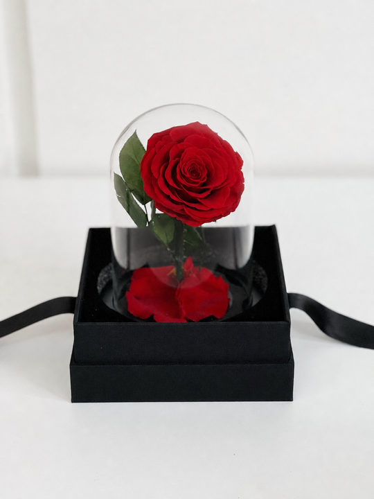 Red rose in a glass dome on a black box with a white background