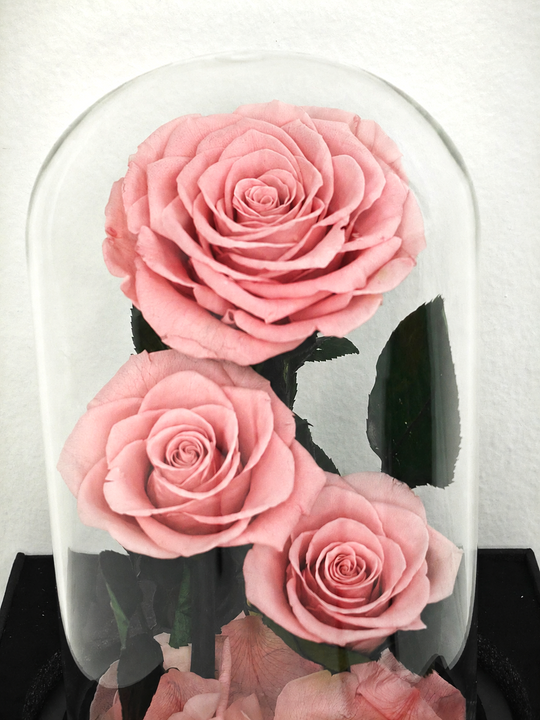 
                  
                    Everlasting 3 Stem Roses in Glass Dome 28CM
                  
                