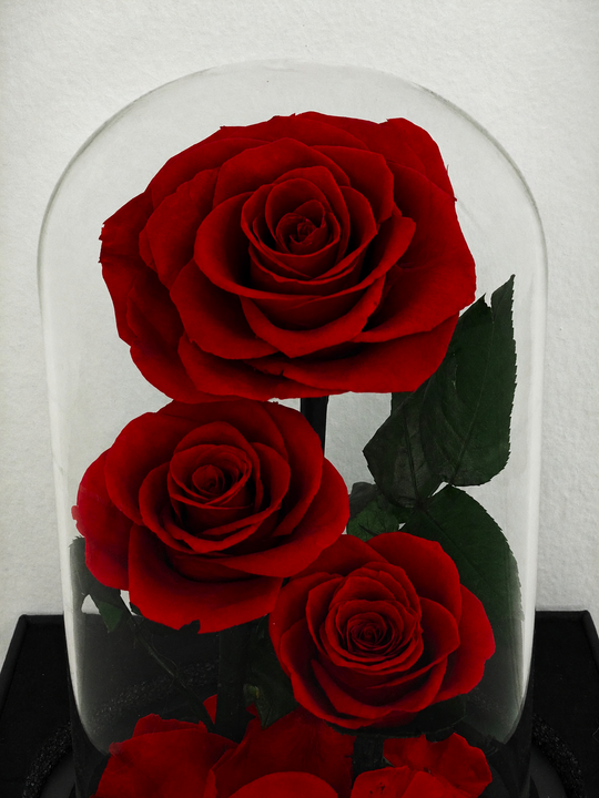 
                  
                    Everlasting 3 Stem Roses in Glass Dome 28CM
                  
                