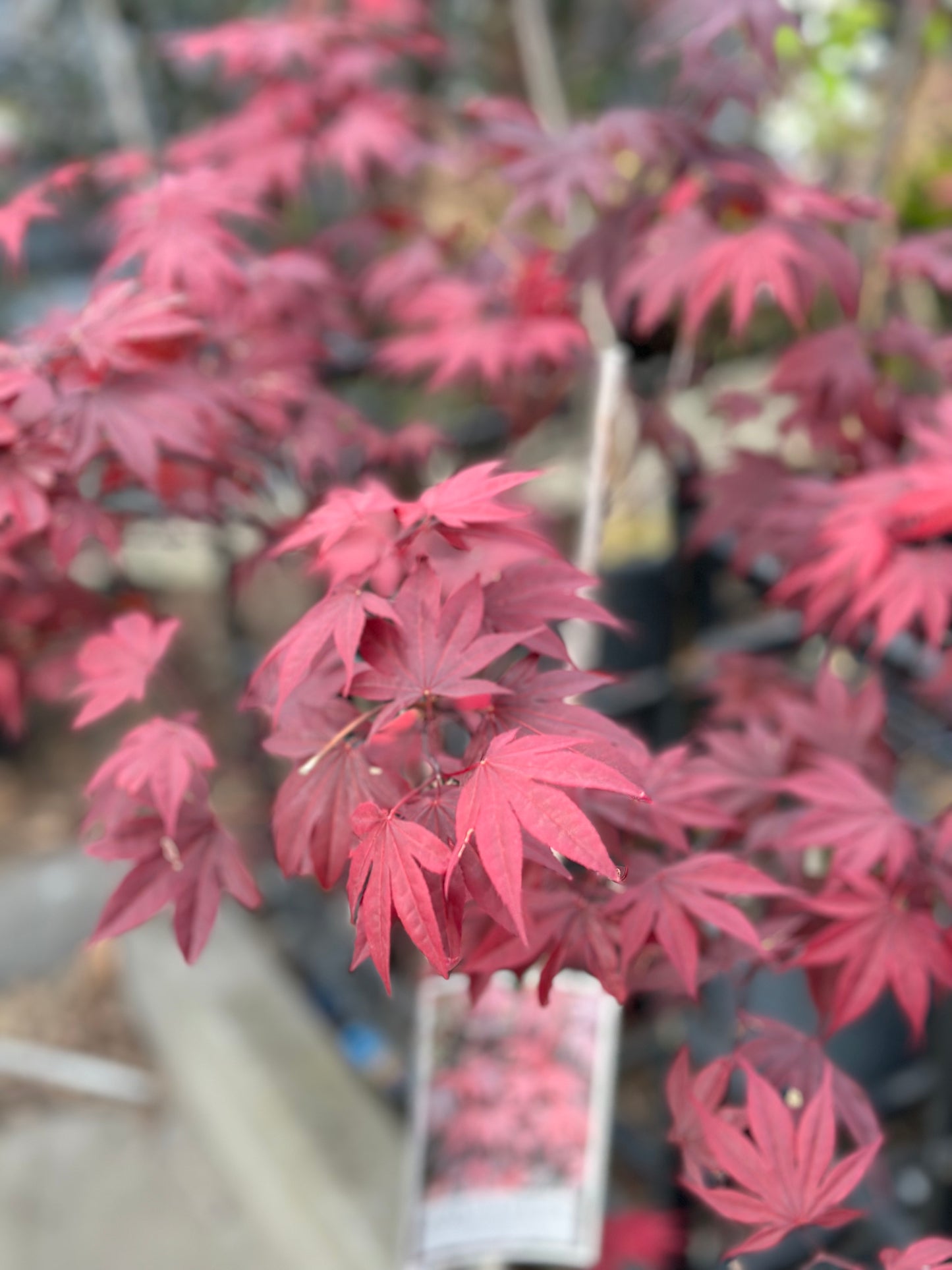 
                  
                    Acer Palmatum box shot by The Little Market Bunch in Melbourne.
                  
                