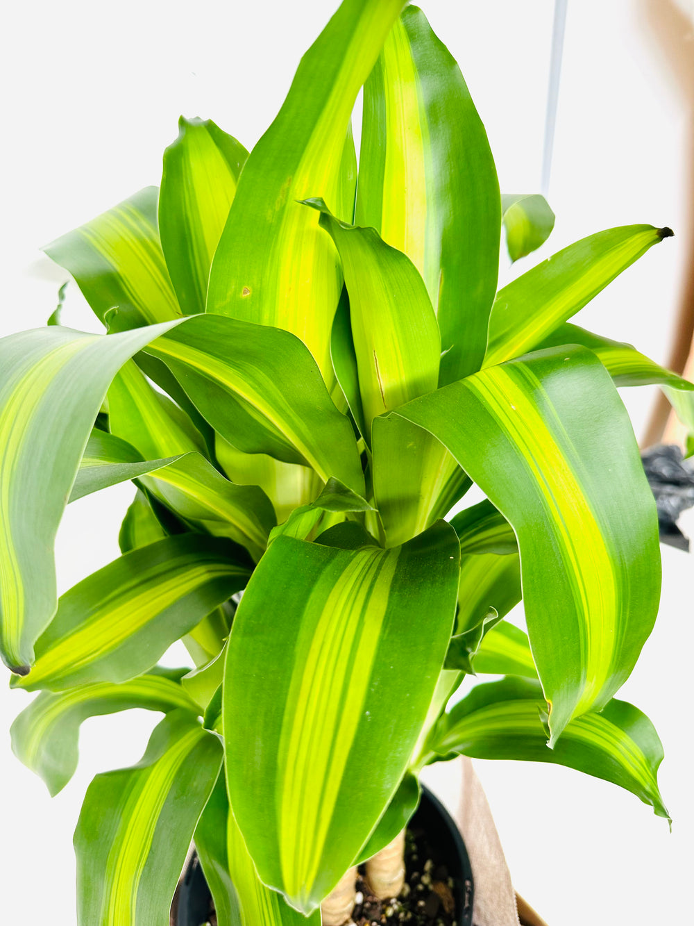 dracaena pronunciation in english Dracaena Fragrant