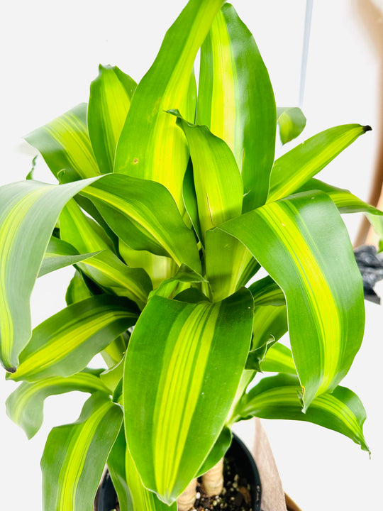 Dracaena fragrant with 21CM box shot by The Little Market Bunch in Melbourne.