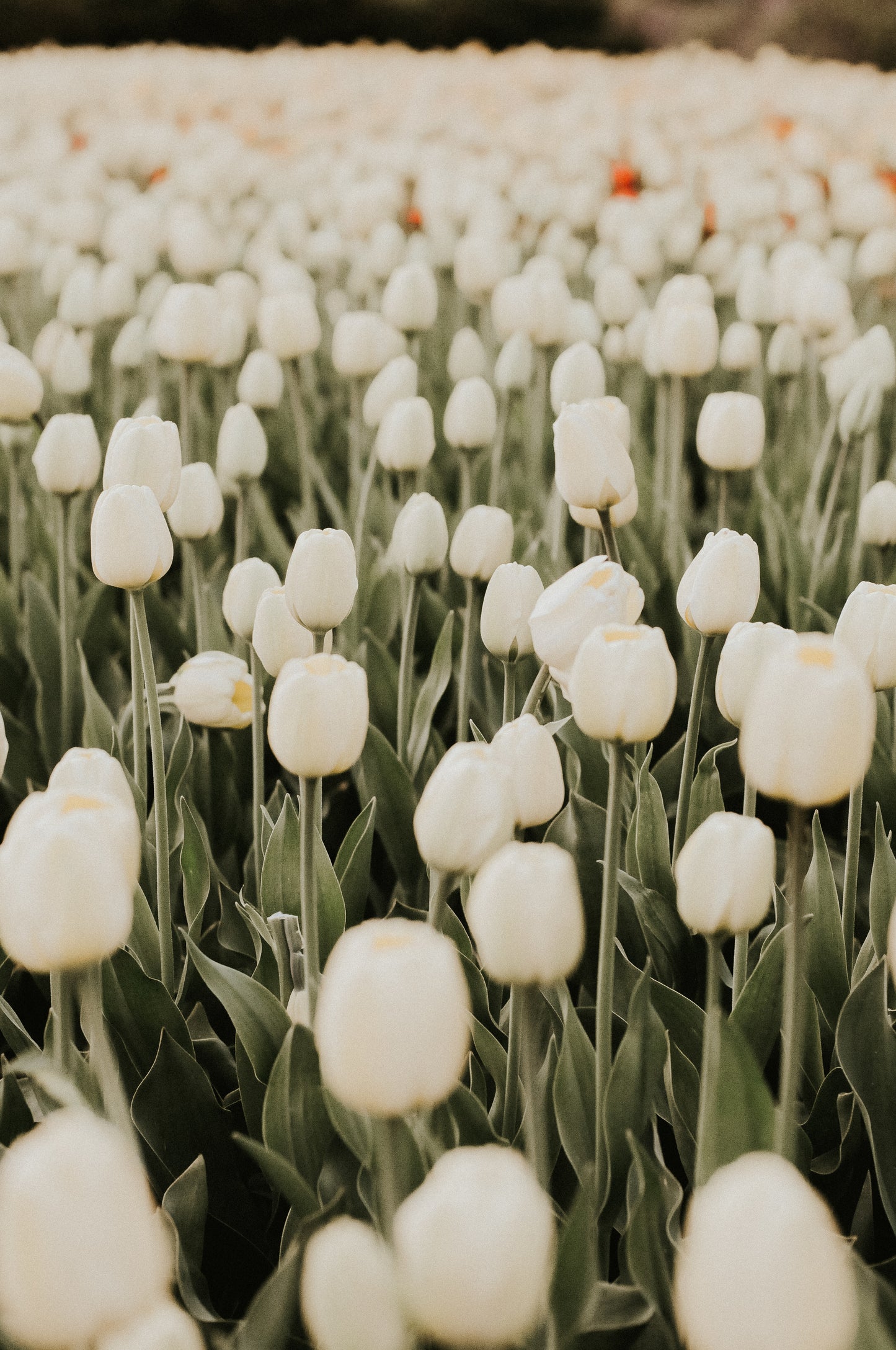 field-of-white-tulip-flowers - The Little Market Bunch