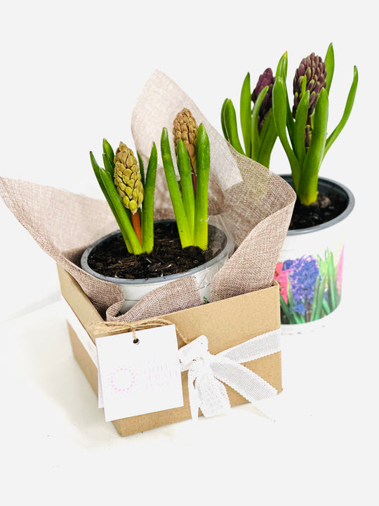 
                  
                    Hyacinthus with box 17CM shot by The Little Market Bunch in Melbourne.
                  
                