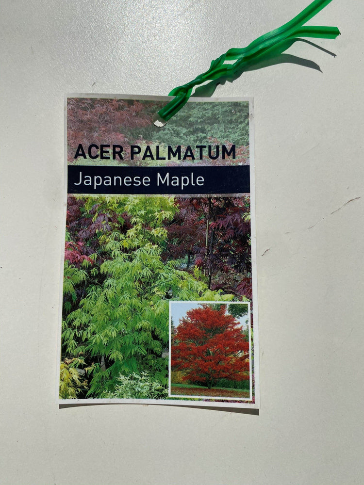 
                  
                    Acer Palmatum Japanese Maple box
                  
                
