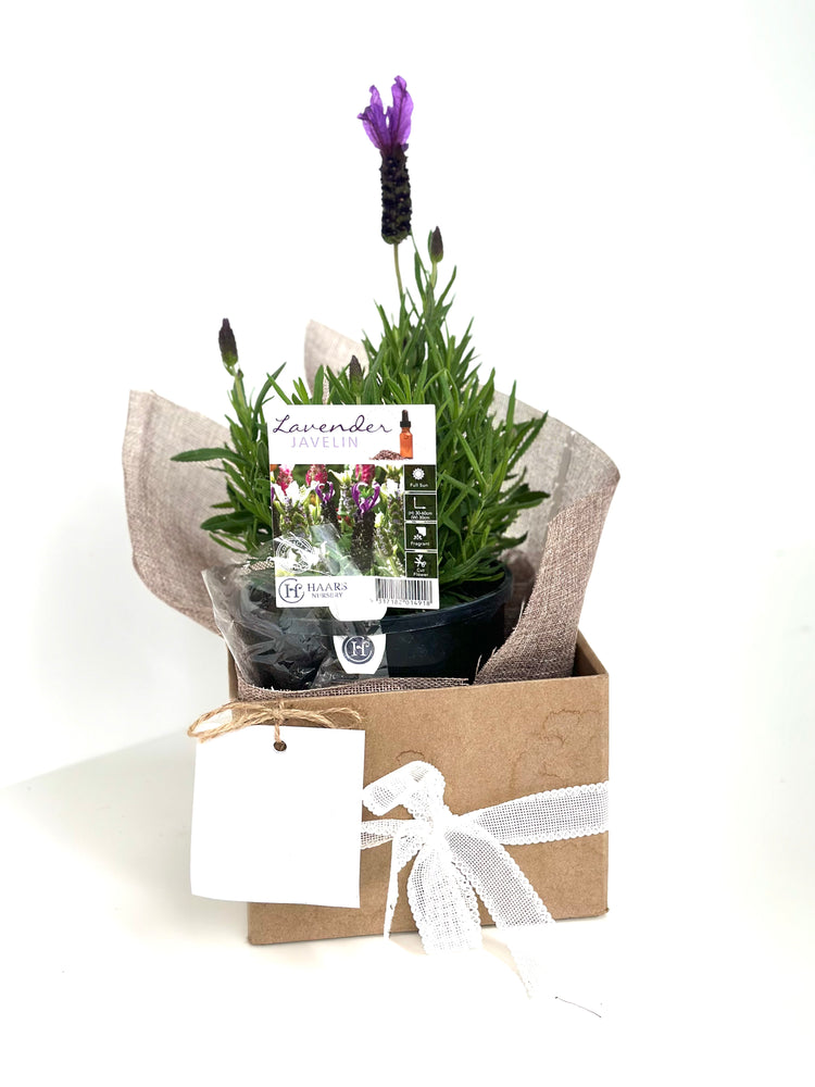 Lavender with 17 CM box shot by The Little Market Bunch in Melbourne.