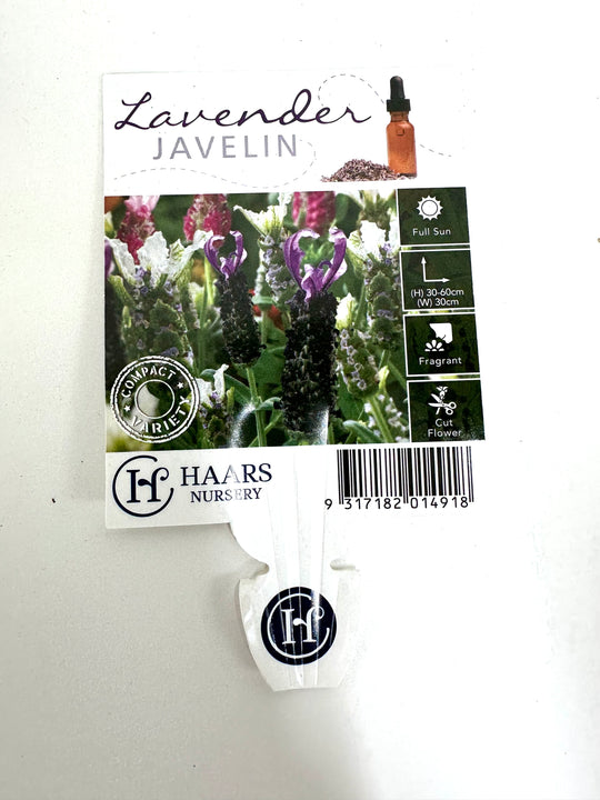 
                  
                    Lavender with 17 CM box shot by The Little Market Bunch in Melbourne.
                  
                