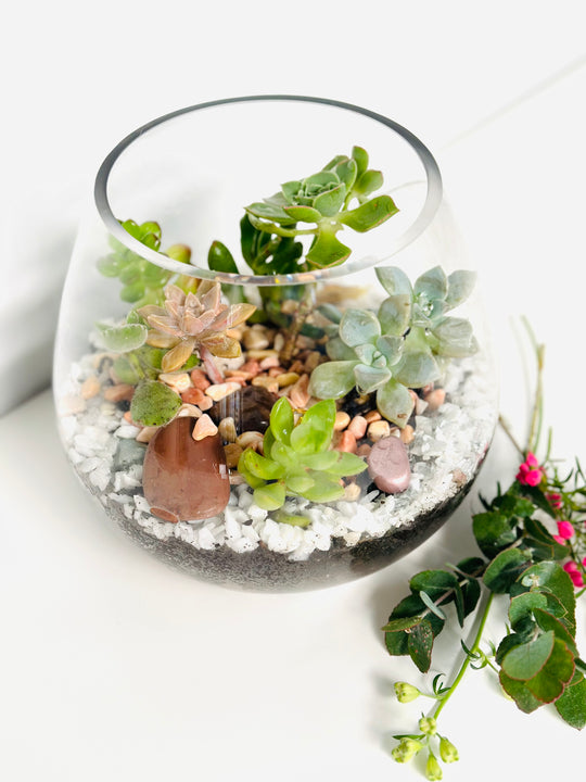 
                  
                    Succulent Glass Bowli shot by The Little Market Bunch in Melbourne.
                  
                