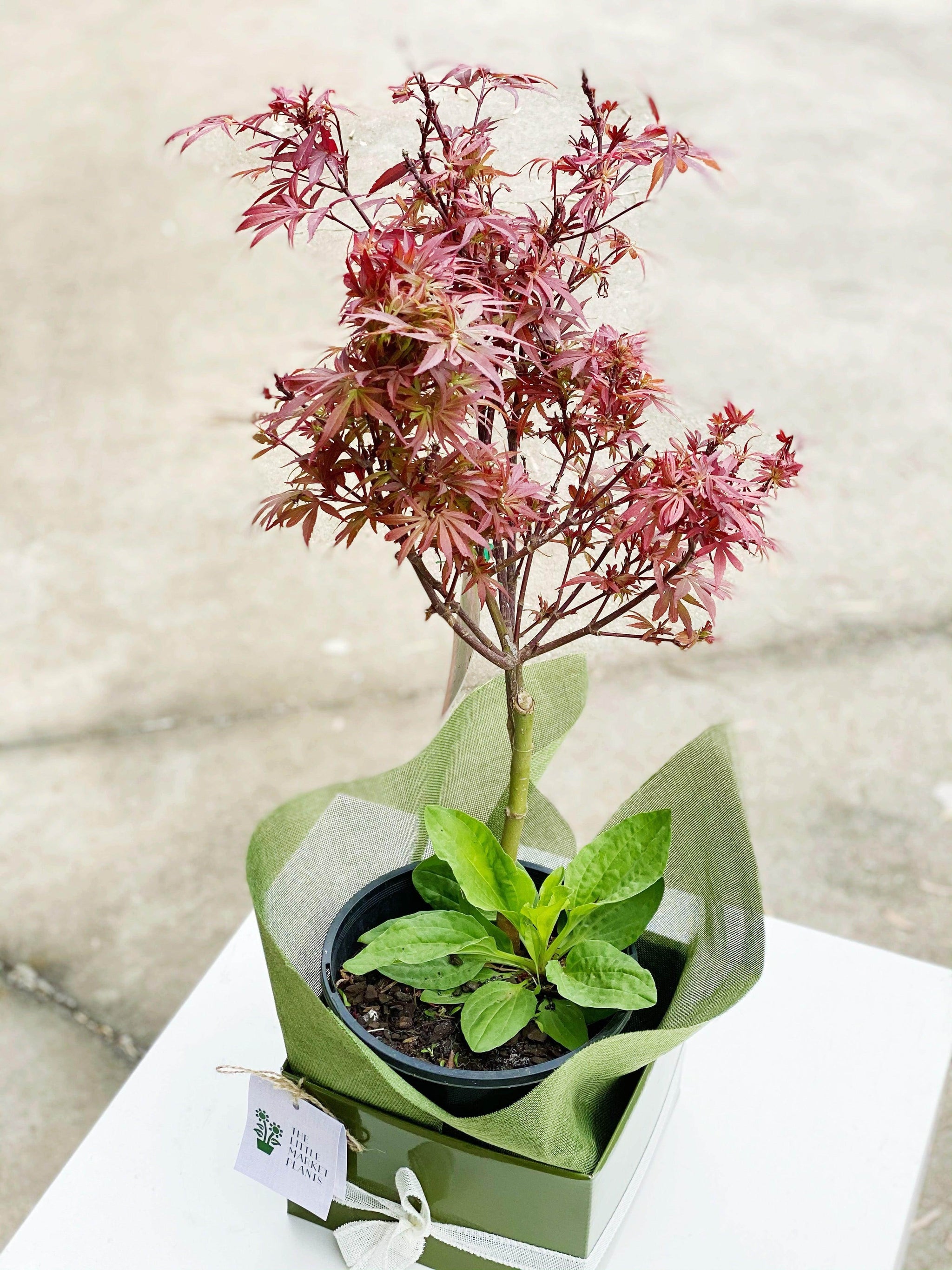 Products The Little Market Bunch