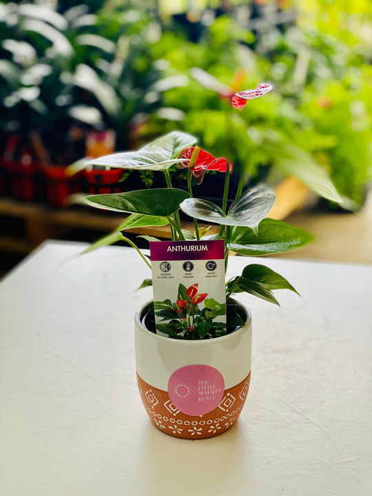Anthurium shot by The Little Market Bunch in Melbourne.