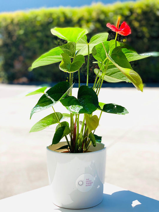 
                  
                    Anthurium shot by The Little Market Bunch in Melbourne.
                  
                