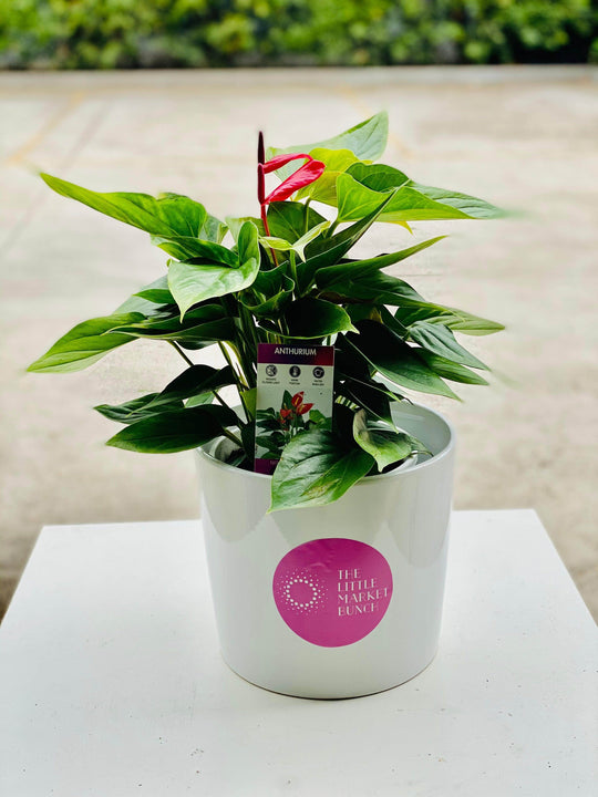 
                  
                    Anthurium shot by The Little Market Bunch in Melbourne.
                  
                