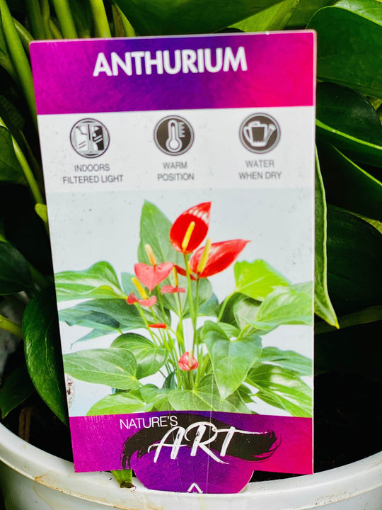 
                  
                    Anthurium shot by The Little Market Bunch in Melbourne.
                  
                