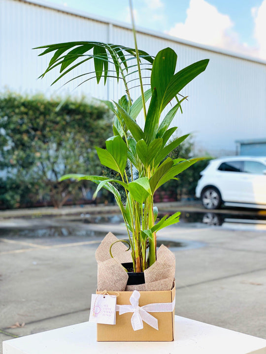 Areca Palm tree shot by The Little Market Bunch in Melbourne.