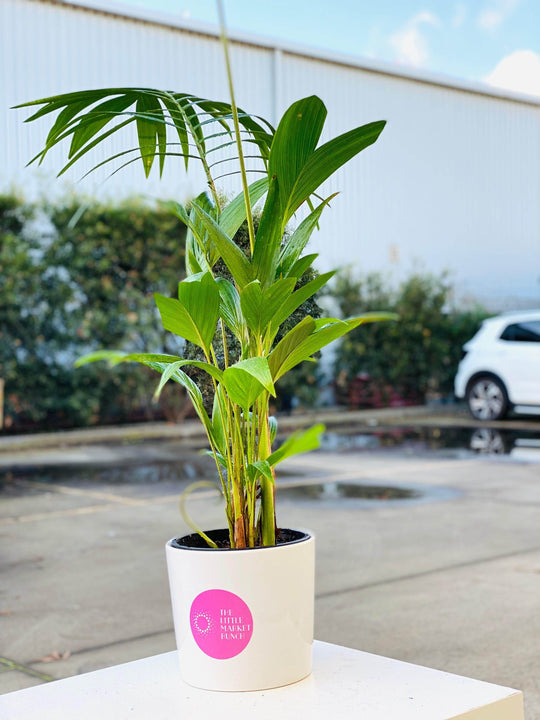 Areca Palm tree shot by The Little Market Bunch in Melbourne.