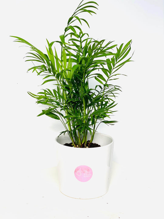 
                  
                    Areca Palm tree shot by The Little Market Bunch in Melbourne.
                  
                