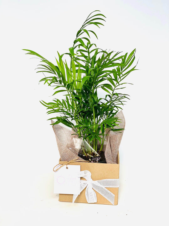 
                  
                    Areca Palm tree shot by The Little Market Bunch in Melbourne.
                  
                